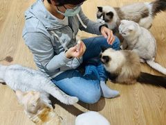 -1013 PET SHOP精品宠物商店(丁香店)