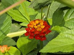 -上海鲜花港