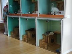 -70cat德文卷毛猫·缅因猫纯种猫舍
