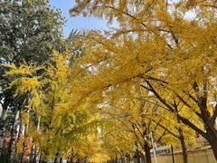 -三里屯东五街银杏大道