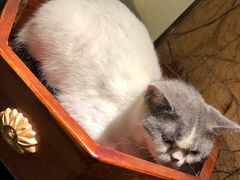 -more than meow吴止猫主题餐厅(承德 中船汇店)