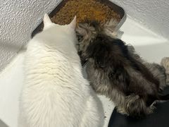 -琪喵猫屋·撸猫猫咖·猫舍