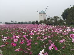 -曲江薰衣草庄园