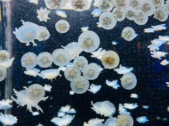 -太平洋海底世界