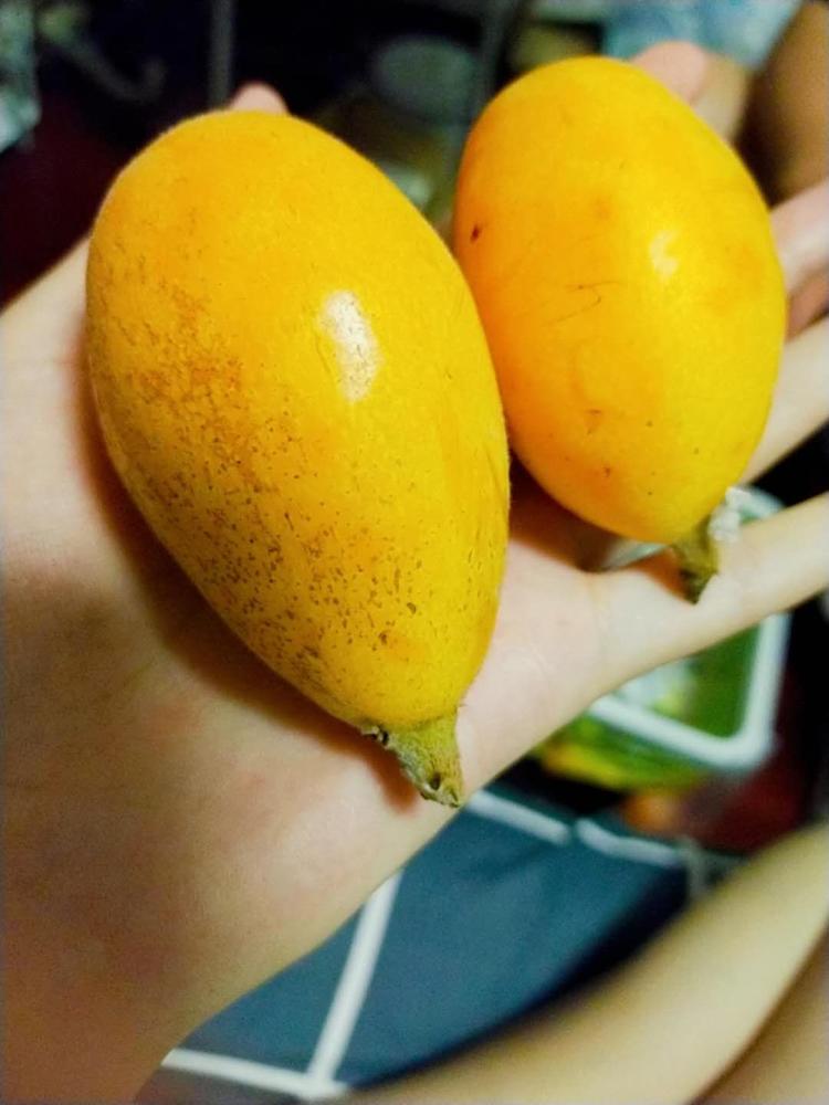 仙游县书峰乡枇杷市场-"福建的朋友给寄的他们那的特产水果,太好吃.