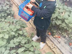 -小鱼草莓采摘园农家乐·小鱼餐厅