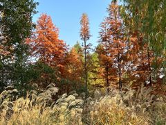 -昆山城市生态森林公园