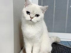 -喵zoo家庭繁育猫舍(尖东智能花园店)