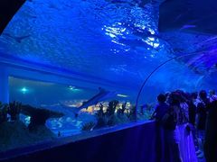 -成都浩海立方海洋公园