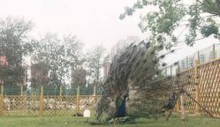 -萌宠亲子动物乐园(槐房万达店)