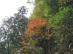 -广州市石门国家森林公园