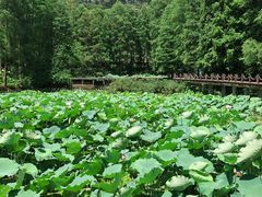 -深圳仙湖植物园-停车场