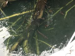 -热带雨林自然公园