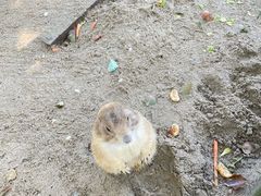 -苏州太湖西山岛开心农场