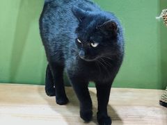 -猫亿天猫咖