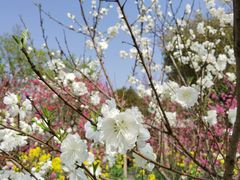 -南汇桃花村