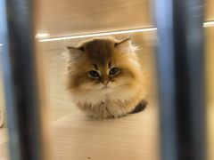 -柚子猫舍·精品猫舍购猫·猫咪认养·购宠·宠物店