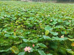 -荔湾湖公园
