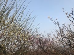 -香雪海