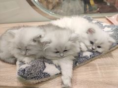 -BABIT巴比特宠物(MOMOPARK店)