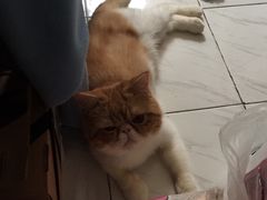 -瑞鹏宠物医院·骨科·猫科·内科(第一中心)