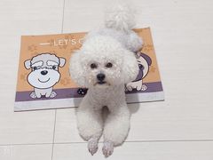 -萌宠之家·腊肠犬·马尔泰·小体犬舍