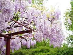 -嘉定紫藤园