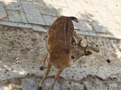 -石家庄市动物园