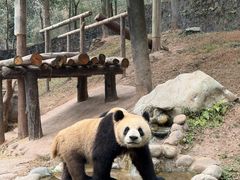 -都江堰中华大熊猫苑