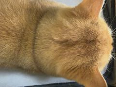 -宠福鑫动物医院(城北分院)