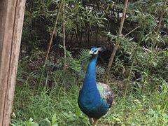 -北京麋鹿生态实验中心