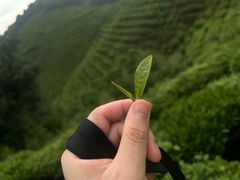 -云栖竹径