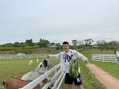 -紫颐香薰山谷景区