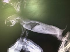-雨林宠物医院 非犬猫异宠专科