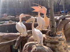 -北京野生动物园