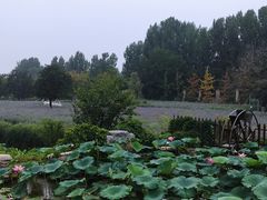 -静之湖湖畔餐厅