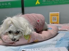 -半岛宠物医院24小时(科华中路店)