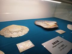 -青岛贝壳博物馆