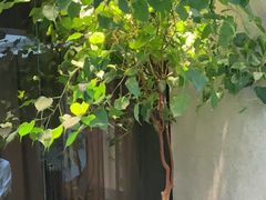 -王府茶楼茶宴·创意菜(朝阳公园店)