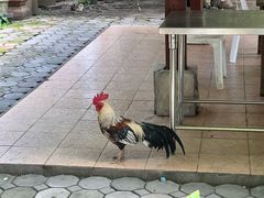 -帕辛寺