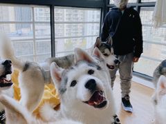 -Husky Go! 哈士奇体验馆·宠物咖啡厅狗咖