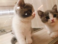 -飞行喵MR PILOT|猫舍·猫咖(静安大融城店)