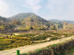 -千年银杏谷文化旅游区
