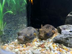 -上海海洋水族馆