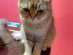 -猫色咖啡·猫咖