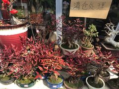 -万商花鸟市场