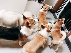-汪说·狗咖(旺城大厦店)