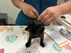 -伟伟宠物医院·瑞派猫友好医院·猫科(光谷店)