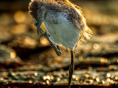 -福田红树林生态公园