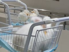 -怪兽屋·羊驼·猫咖·狗咖(俊华广场店)